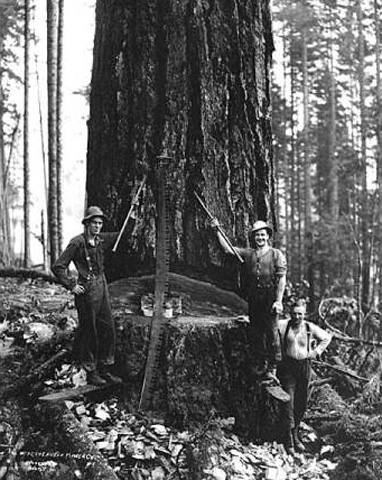 Otto Persson i
skogen